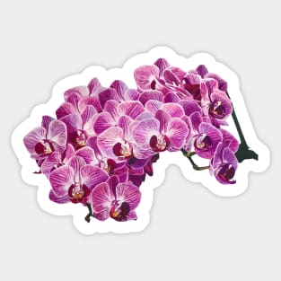 Pink orchid Sticker